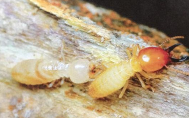 白蟻怎麽消（xiāo）滅最有效方法