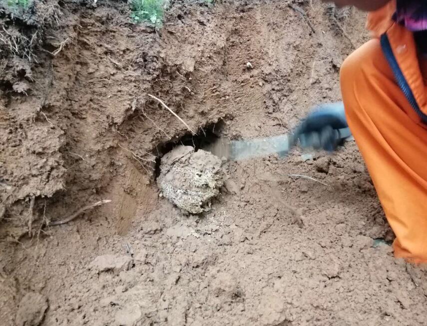 白蟻體型大小和進化