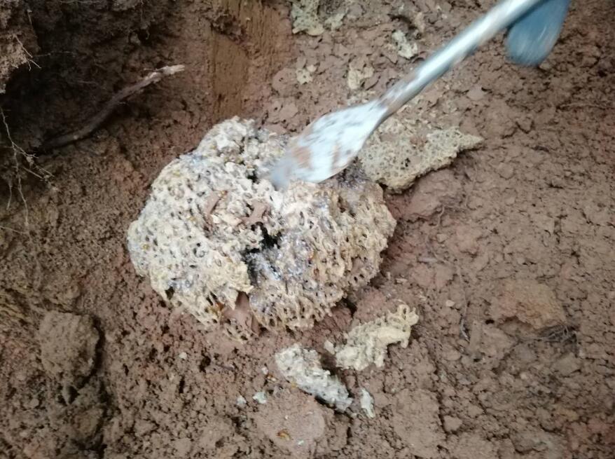 白蟻防治的收費標準
