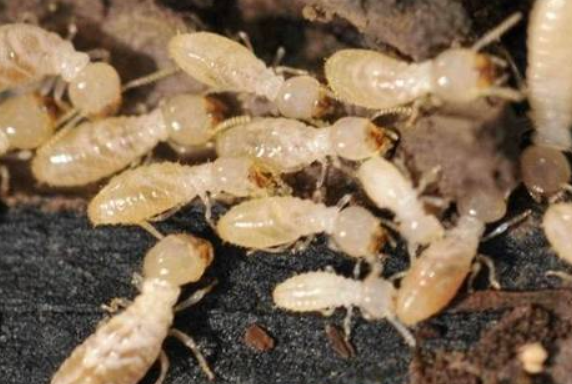 白蟻怎麽消（xiāo）滅才幹淨？