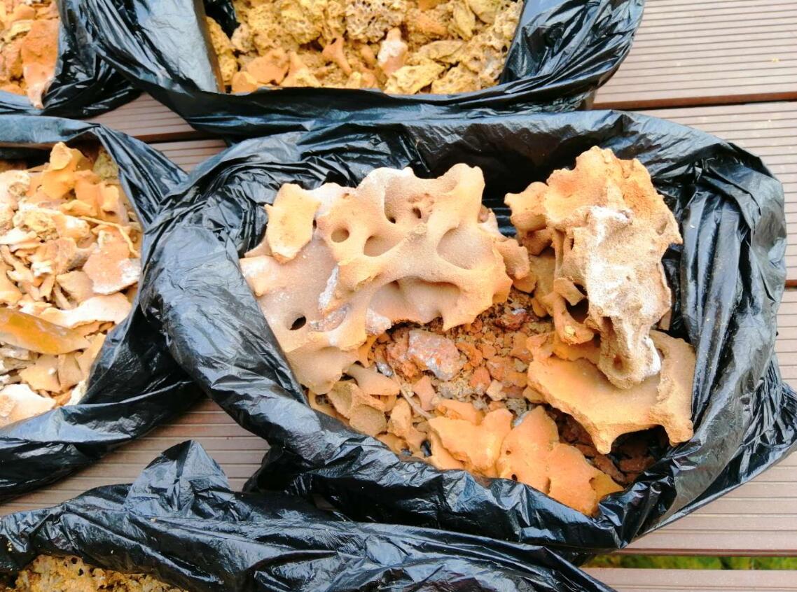 白蟻的外部形態